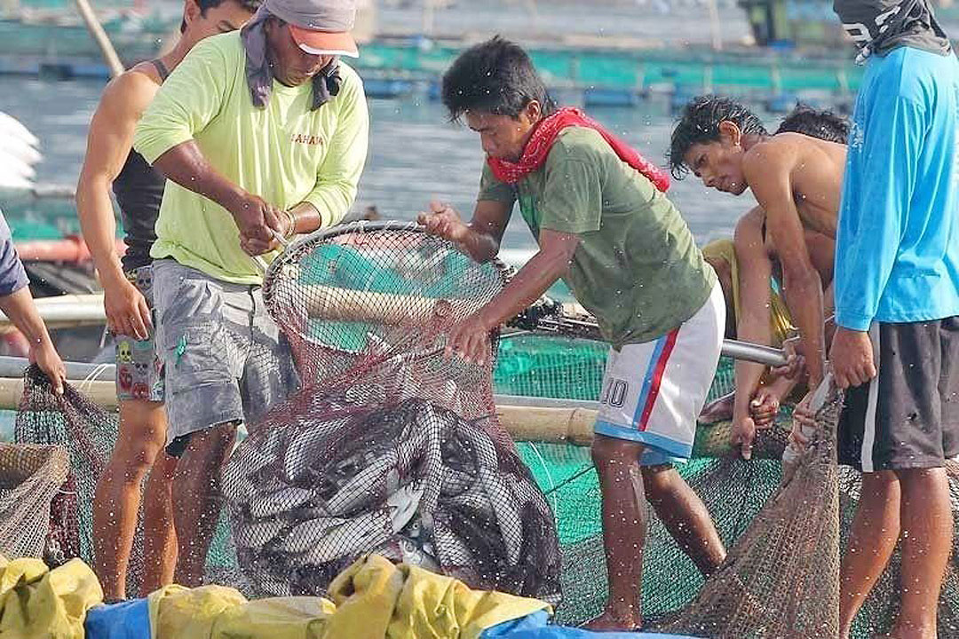 First-quarter fishery output rises by 2% - BusinessWorld Online