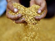 Rice prices set to jump as fertilizer rally drives farming costs higher