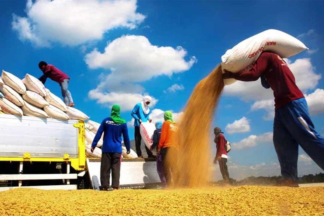 Rice farmer