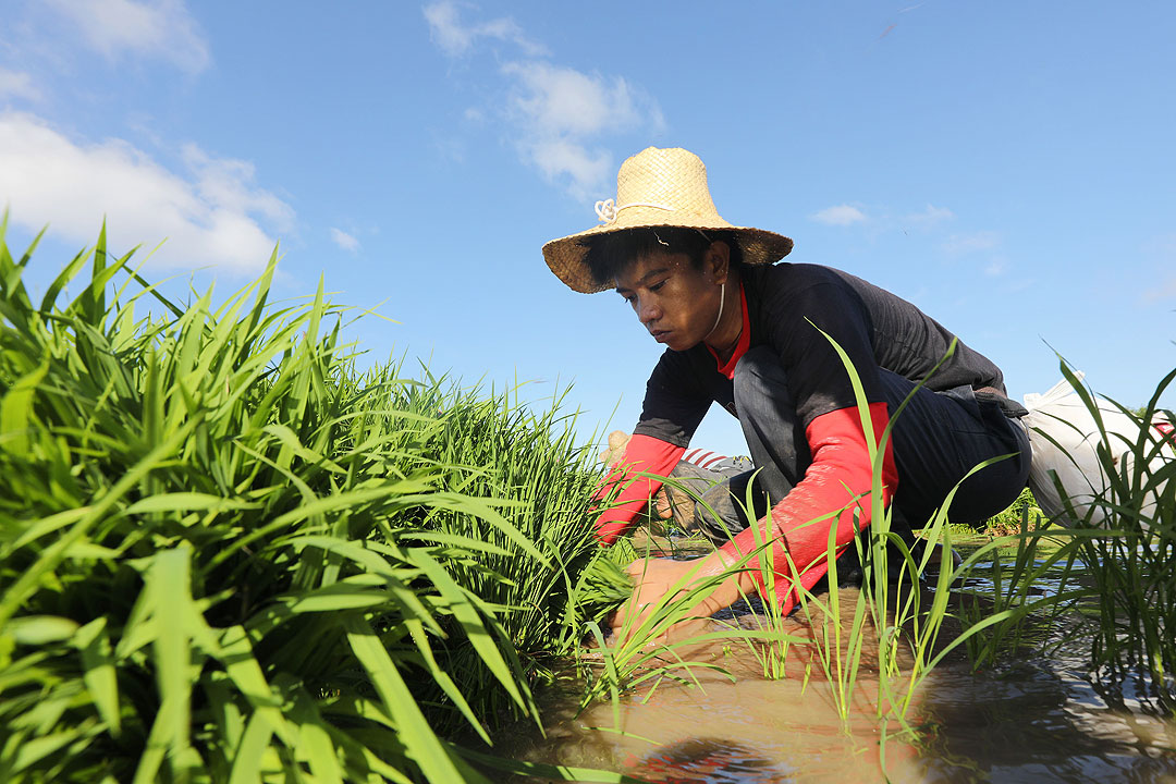 Rice-farmer