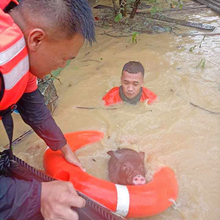 TyphoonMarinf-rescue-pig-PHILIPPINE-COAST-GUARD