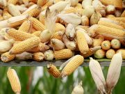 Resistant varieties may curb corn pest infestation in Cagayan Valley — DA
