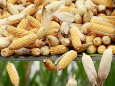 Resistant varieties may curb corn pest infestation in Cagayan Valley — DA