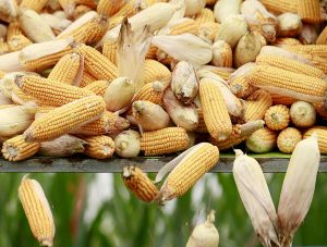 Resistant varieties may curb corn pest infestation in Cagayan Valley — DA