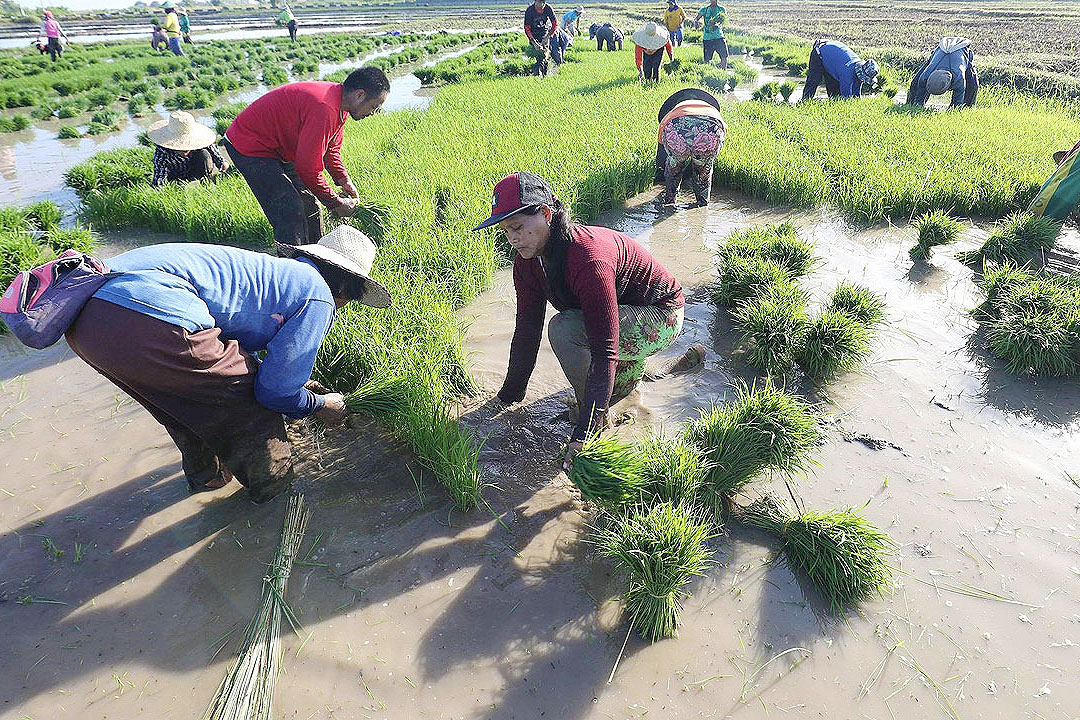 farmer-rice