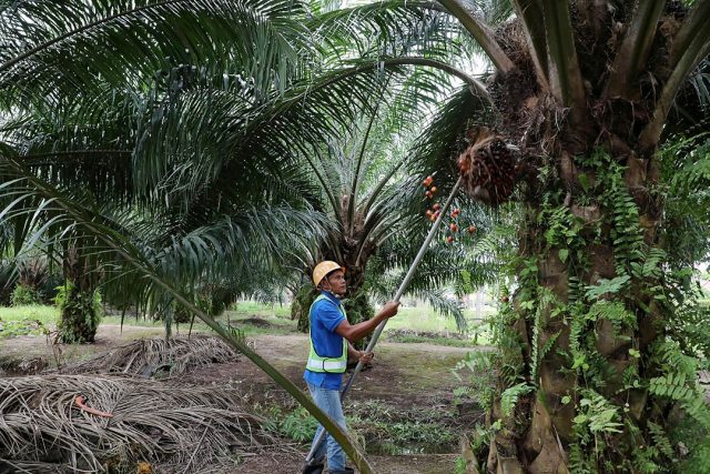 nz_palmoil