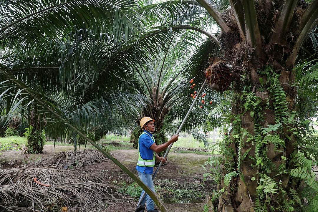 nz_palmoil
