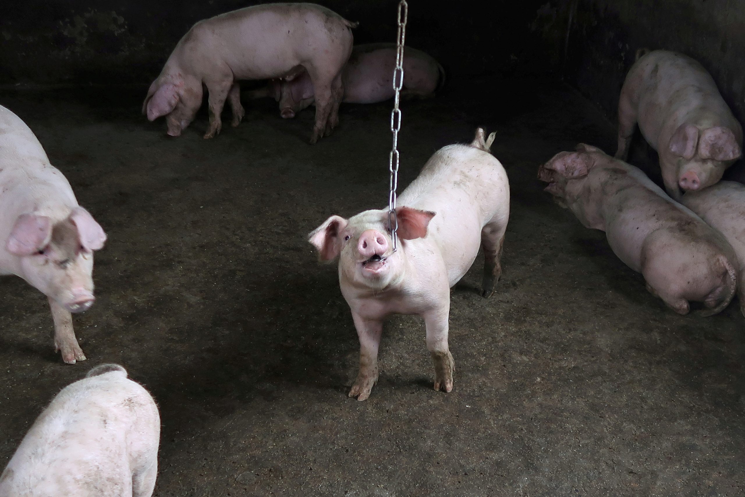 pigs-swine-hogs