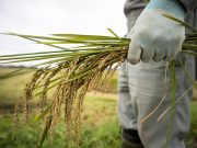 NFA announces new price-setting mechanism for purchases of palay