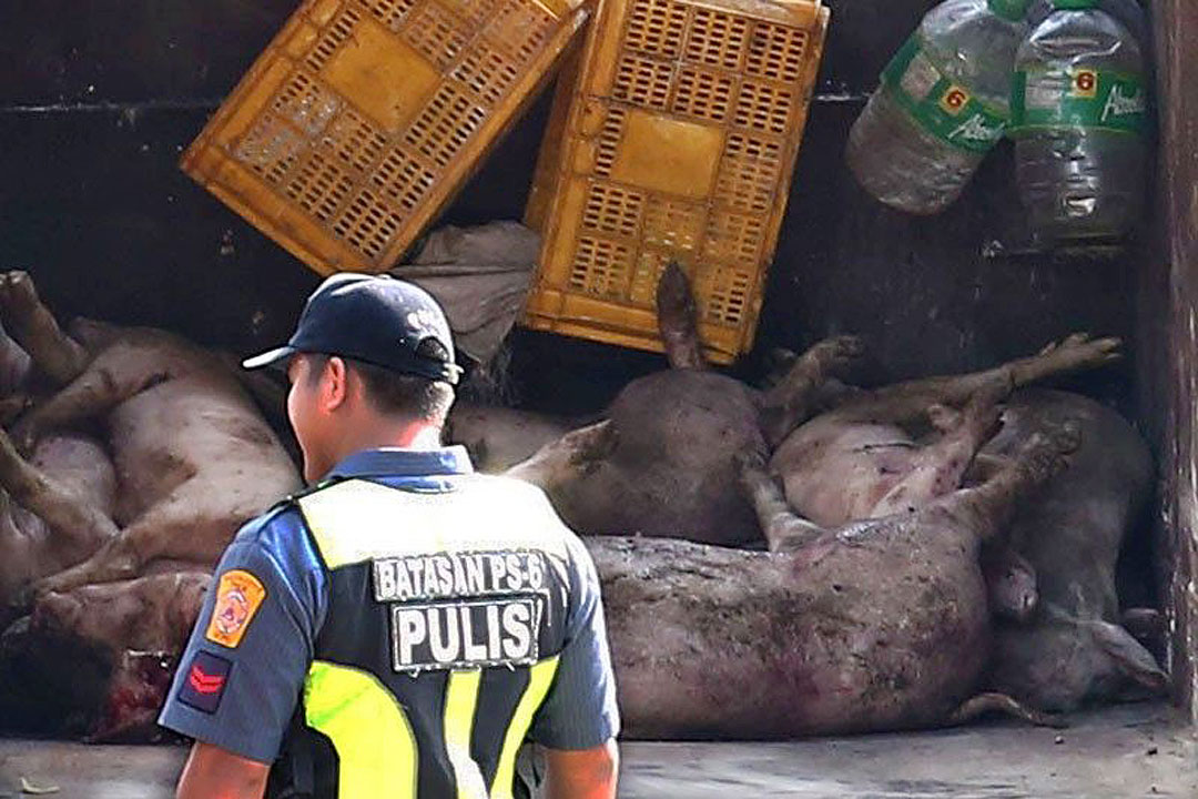 ASF-dead-pigs
