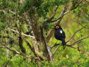 UN nature deal can help wildlife as long as countries deliver