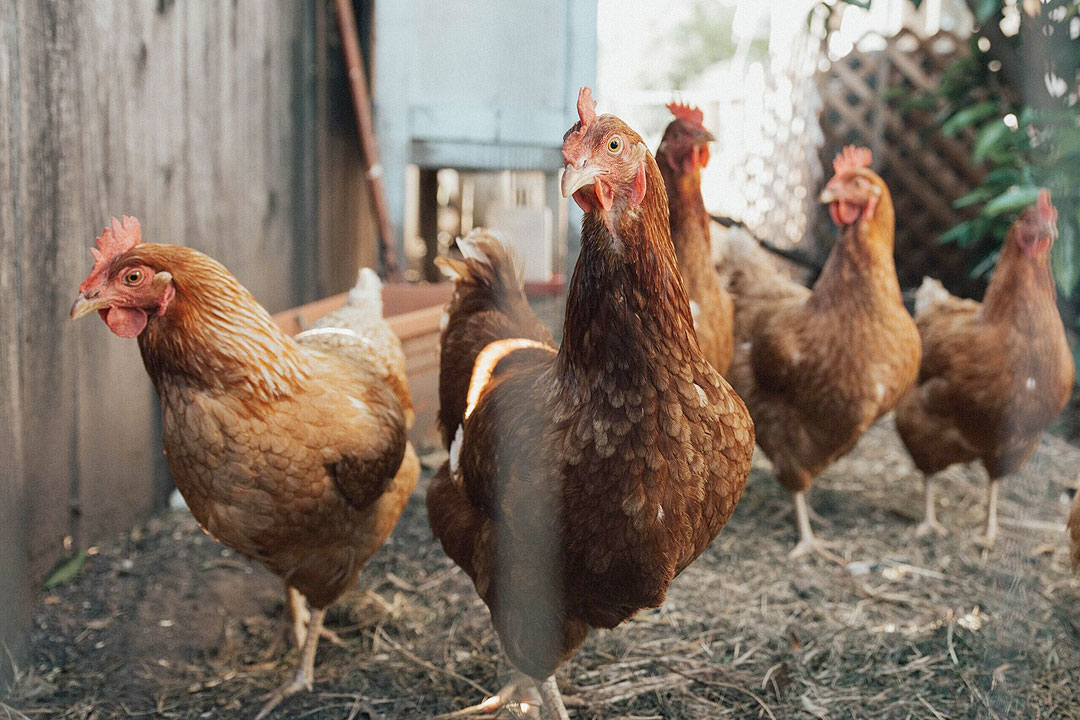 Chicken-hen