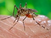 US plans to issue travel notice for China as chikungunya cases rise