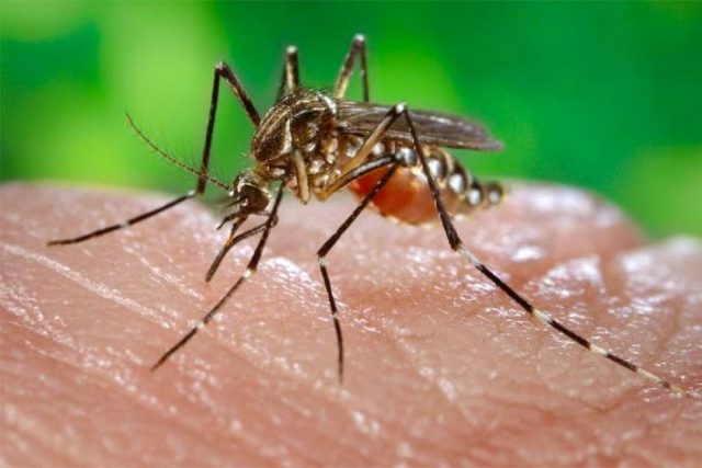 Mosquito-dengue