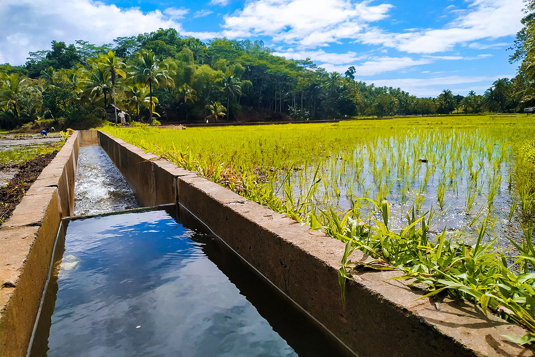 Rice-field-irrigation
