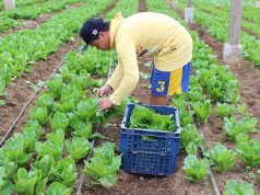 High fuel costs forcing Philippine farmers to abandon harvests