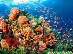 German-funded ‘blue economy’ program expected to generate 3 million jobs, DoF’s Go says