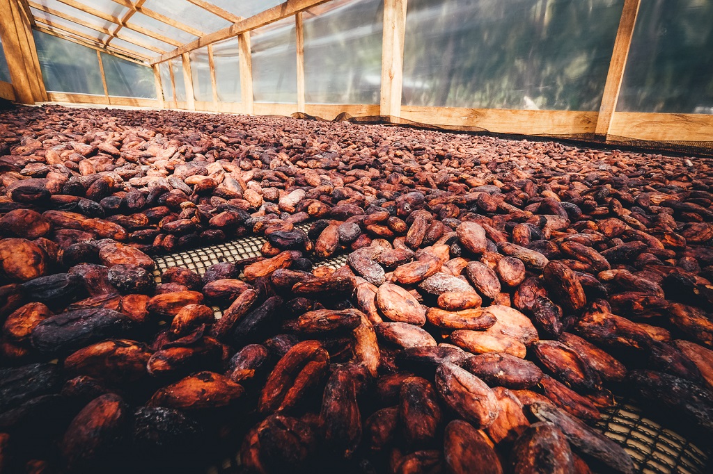 e-Cacao-drying-DAVAOORIENTAL.GOV.PH