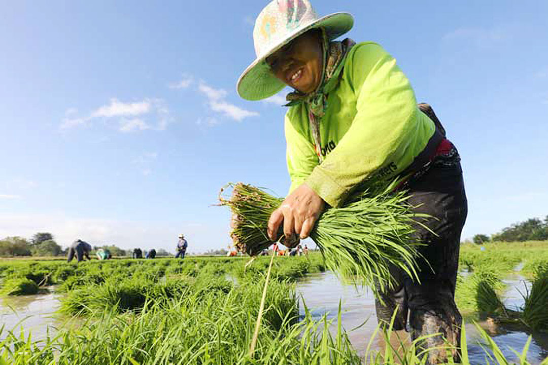 farmer-rice
