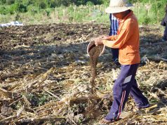 Indonesia plans to invest $22 billion in agricultural processing, minister says