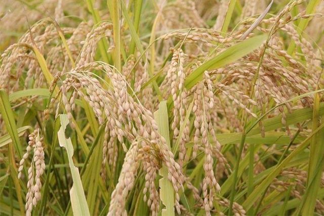 palay-rice
