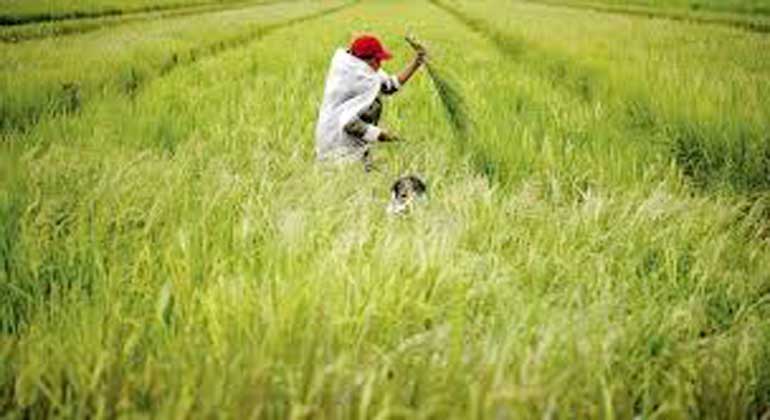 rice tariffication filefoto
