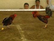 PAGCOR seeks help in monitoring online sabong