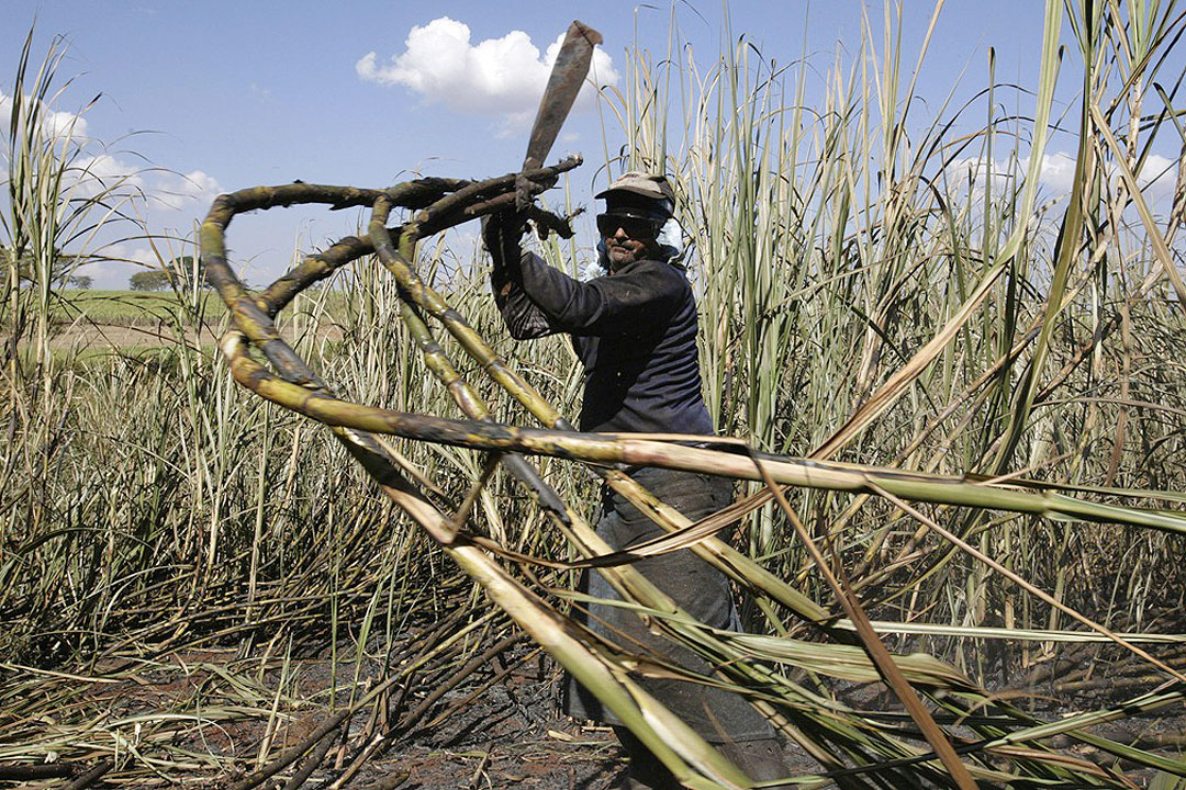 sugar cane-farmer