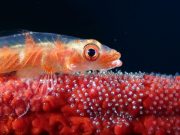 Anilao Underwater Shootout stages a successful comeback