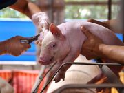 Hog farmers press for affordable ASF vaccines