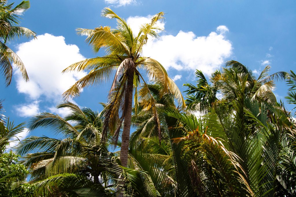 CNPF-coconut trees