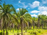 Coconut products proposed as quick fix for stalled exports