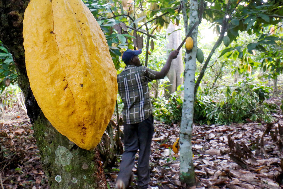 Ivory Coast-farmer-cocoa