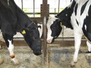 Dairy duty: Indonesia presses businesses to find a million cows