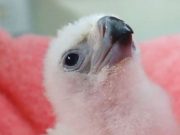 PEF welcomes another eagle