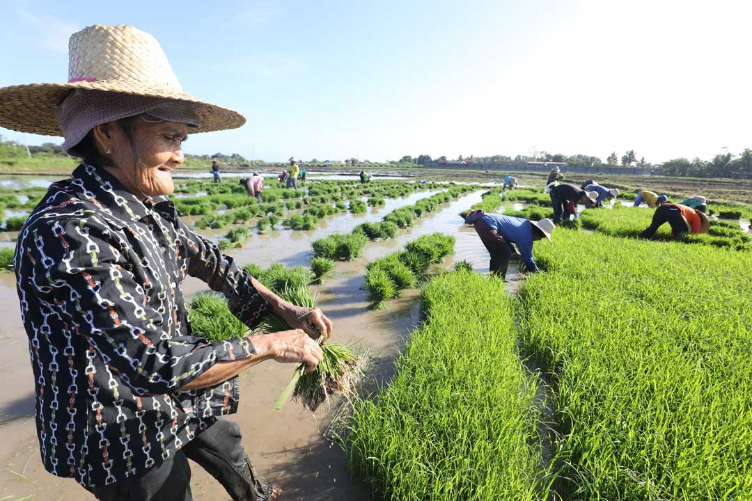 farmers-rice-field