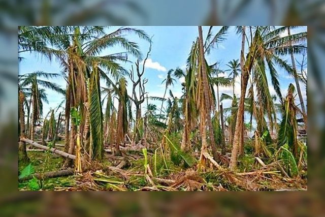Typhoon-farm-damage