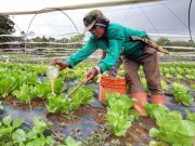 Farm logistics support expanded; North Luzon fuel subsidy readied