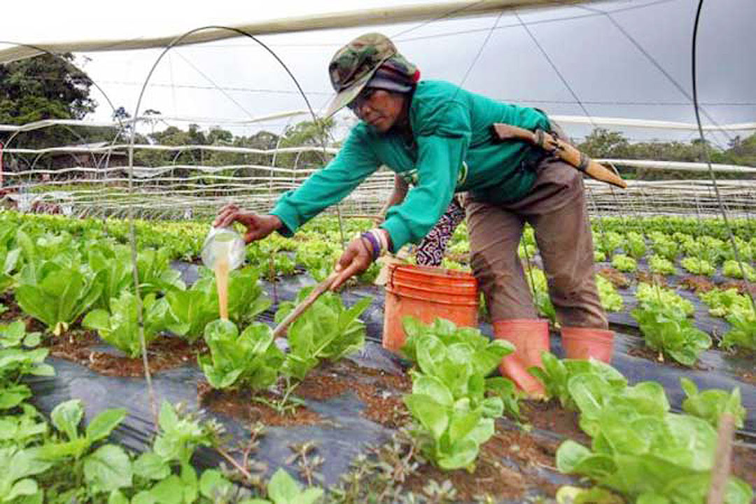 Vegetable-woman-farmer