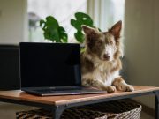 Laptops, dogs top online searches among Filipino shoppers — iPrice