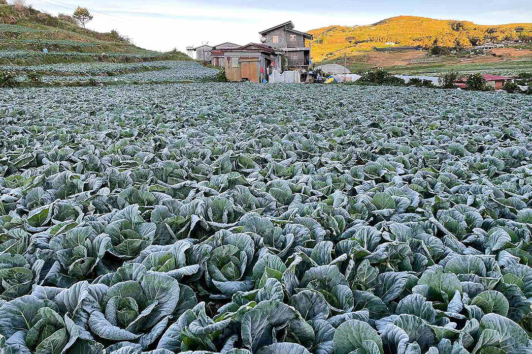 vegetable-farmers