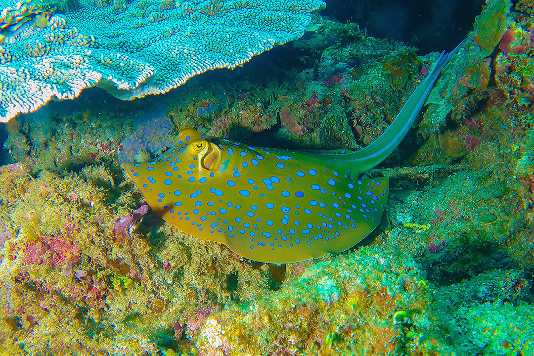 Diving-Davao-ALFREDO-MEDINA-VIA-DOT-DAVAO-REGION