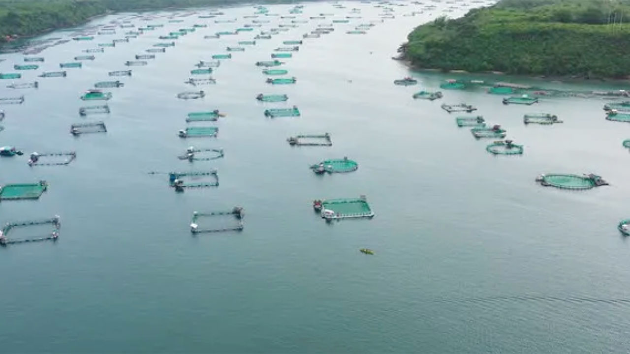Fish-Farming