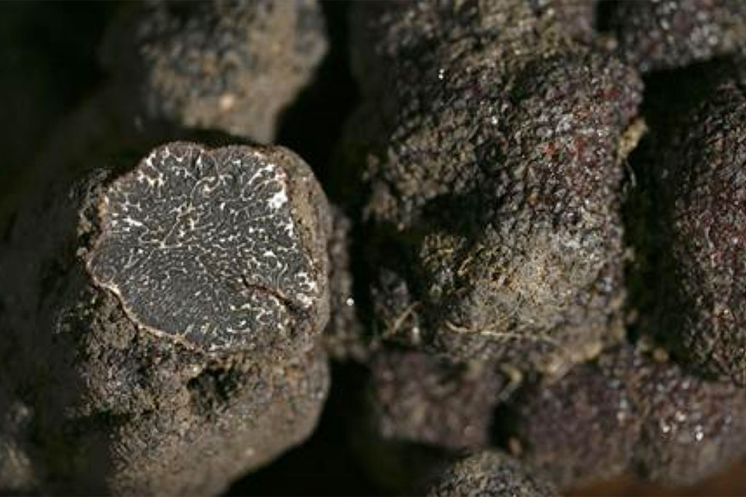 France-Black Diamond-truffle