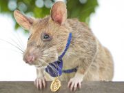 Cambodia’s landmine-sniffing ‘hero’ rat Magawa dies in retirement