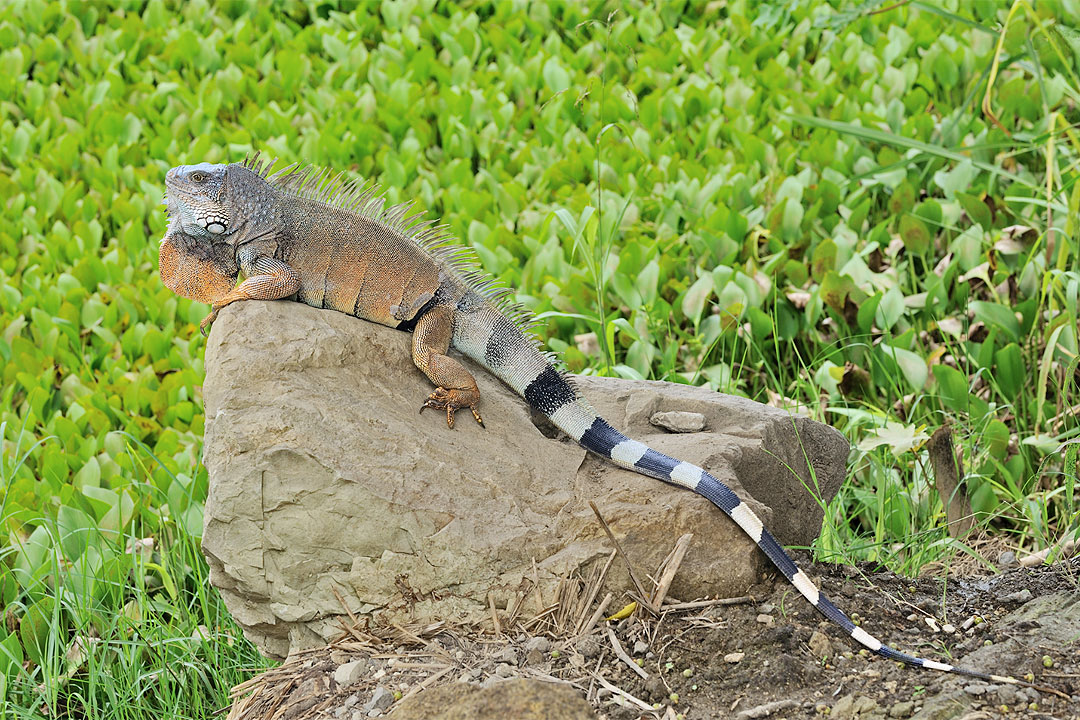 Florida is so cold iguanas are falling out of trees BusinessWorld Online