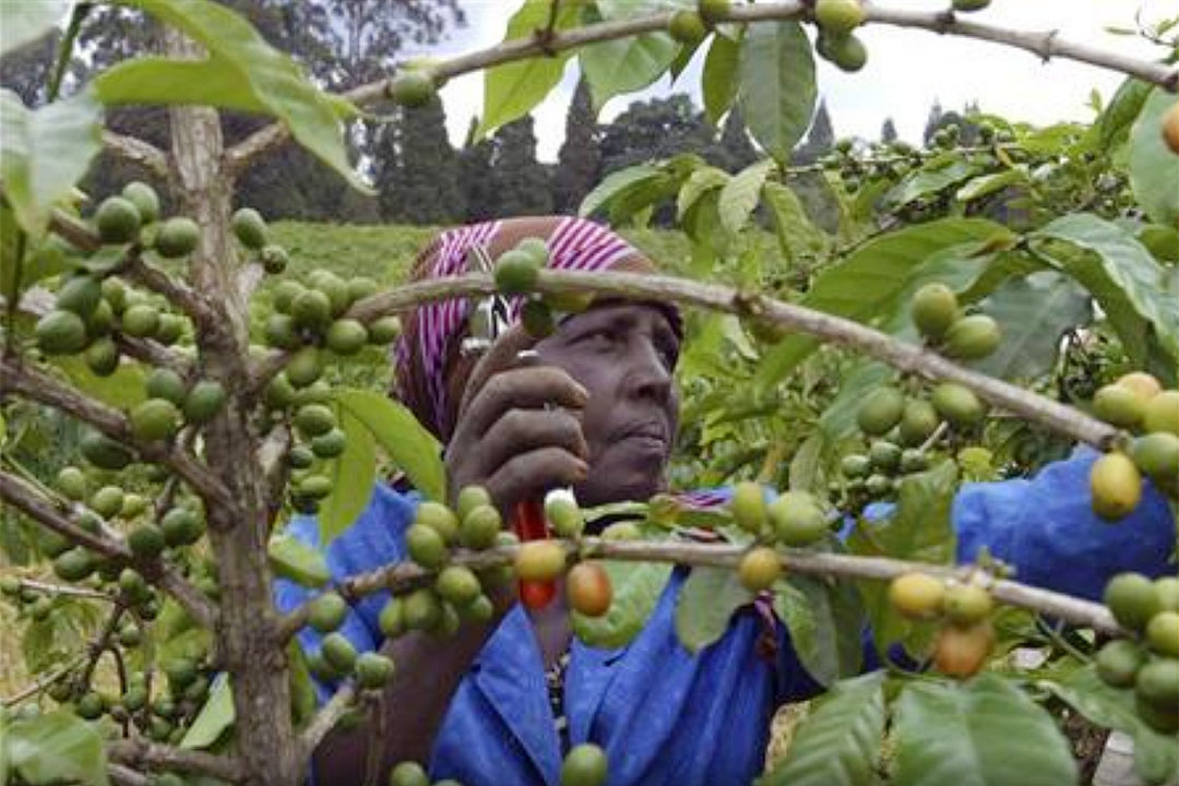 Kenya-coffee-farmer
