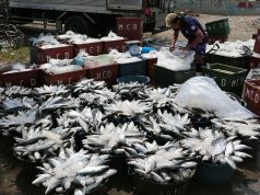 Fish landed at regional ports up 2.7% in Jan.