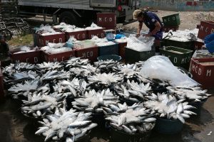 Fish landed at regional ports up 2.7% in Jan.