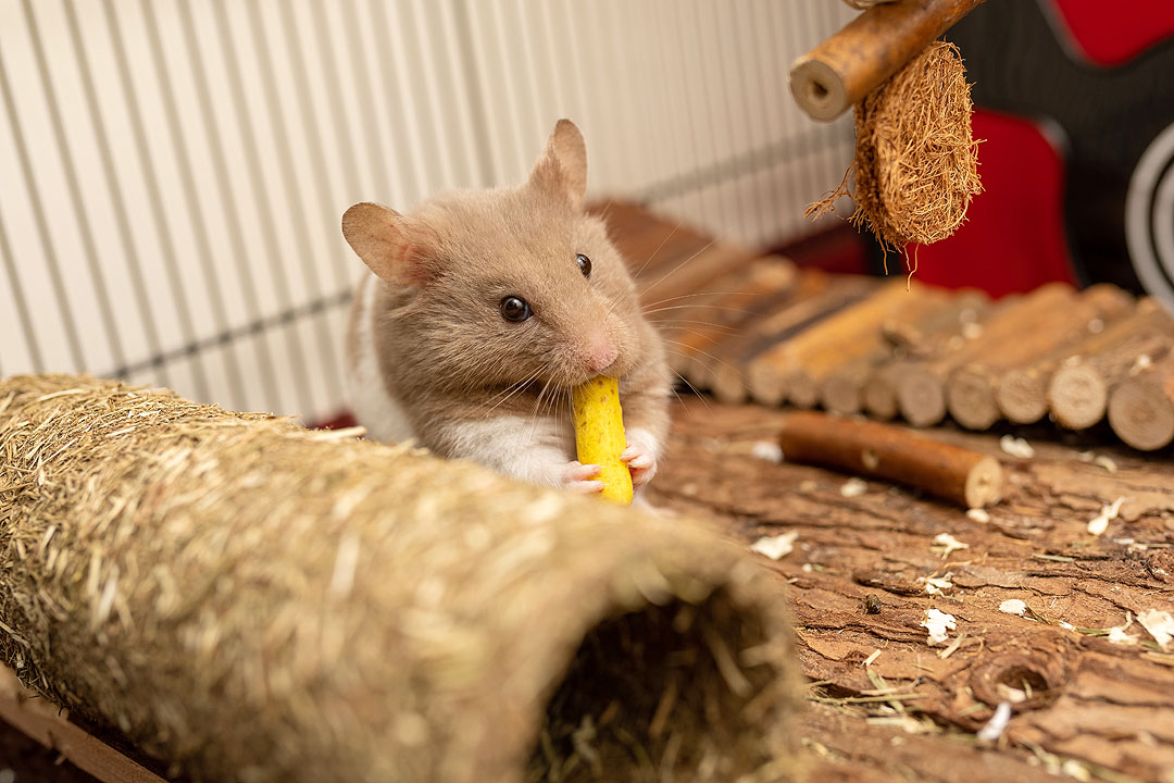 hamster